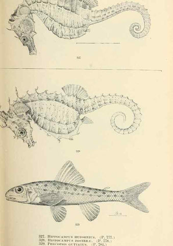 Reproducción/Reproduction 7983368692: The fishes of North and Middle America :. Washington :Smithsonian Institution, United States National Museum,1896-1900.