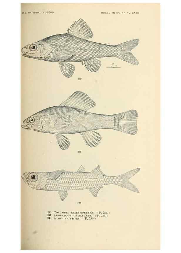 Reproducción/Reproduction 7983364929: The fishes of North and Middle America :. Washington :Smithsonian Institution, United States National Museum,1896-1900.