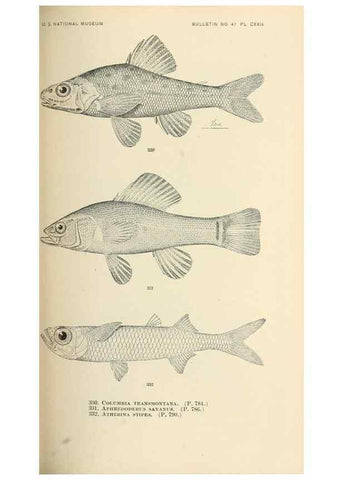 Reproducción/Reproduction 7983364929: The fishes of North and Middle America :. Washington :Smithsonian Institution, United States National Museum,1896-1900.