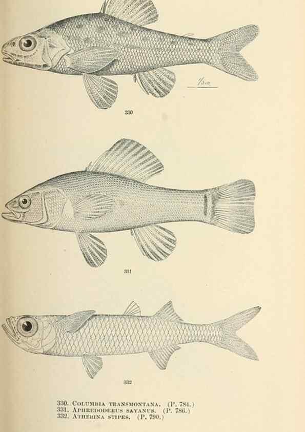 Reproducción/Reproduction 7983364929: The fishes of North and Middle America :. Washington :Smithsonian Institution, United States National Museum,1896-1900.