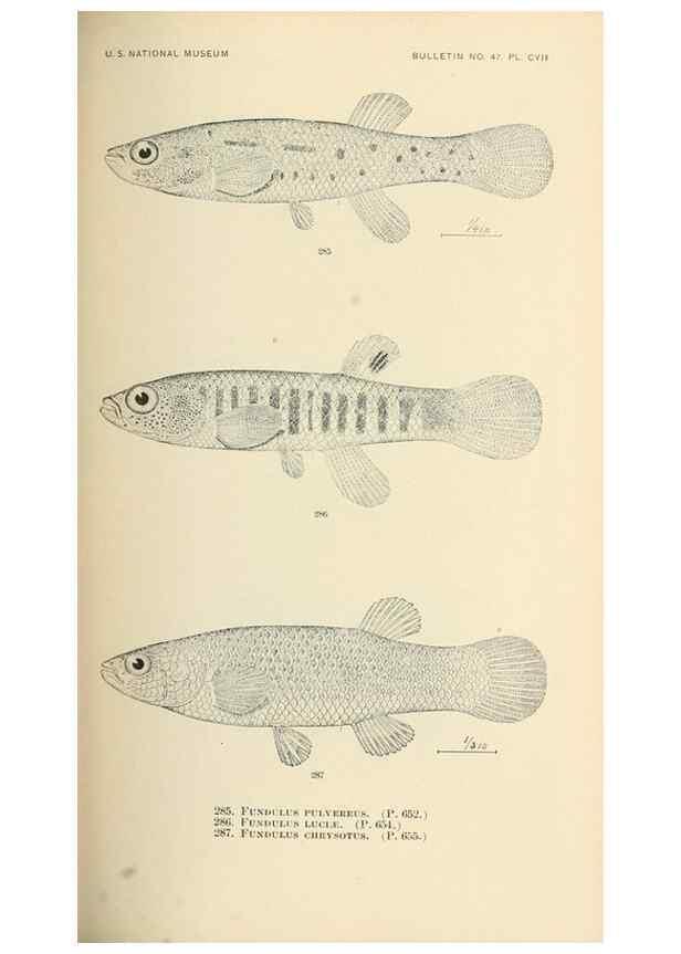 Reproducción/Reproduction 7983360118: The fishes of North and Middle America :. Washington :Smithsonian Institution, United States National Museum,1896-1900.