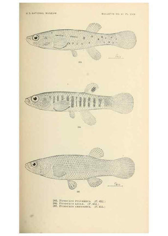 Reproducción/Reproduction 7983360118: The fishes of North and Middle America :. Washington :Smithsonian Institution, United States National Museum,1896-1900.
