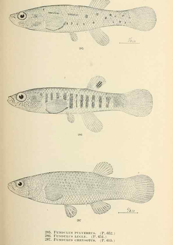 Reproducción/Reproduction 7983360118: The fishes of North and Middle America :. Washington :Smithsonian Institution, United States National Museum,1896-1900.