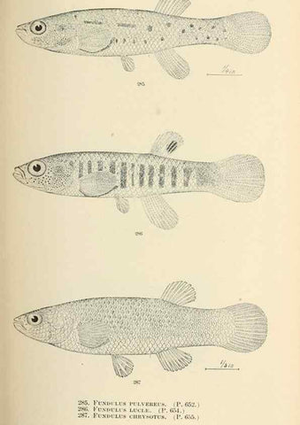 Reproducción/Reproduction 7983360118: The fishes of North and Middle America :. Washington :Smithsonian Institution, United States National Museum,1896-1900.