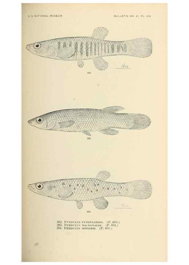 Reproducción/Reproduction 7983355083: The fishes of North and Middle America :. Washington :Smithsonian Institution, United States National Museum,1896-1900.
