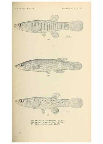 Reproducción/Reproduction 7983355083: The fishes of North and Middle America :. Washington :Smithsonian Institution, United States National Museum,1896-1900.