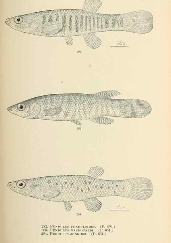 Reproducción/Reproduction 7983355083: The fishes of North and Middle America :. Washington :Smithsonian Institution, United States National Museum,1896-1900.