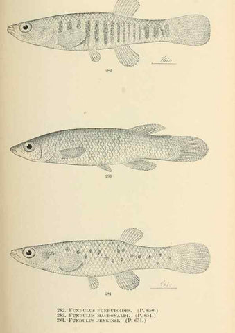 Reproducción/Reproduction 7983355083: The fishes of North and Middle America :. Washington :Smithsonian Institution, United States National Museum,1896-1900.