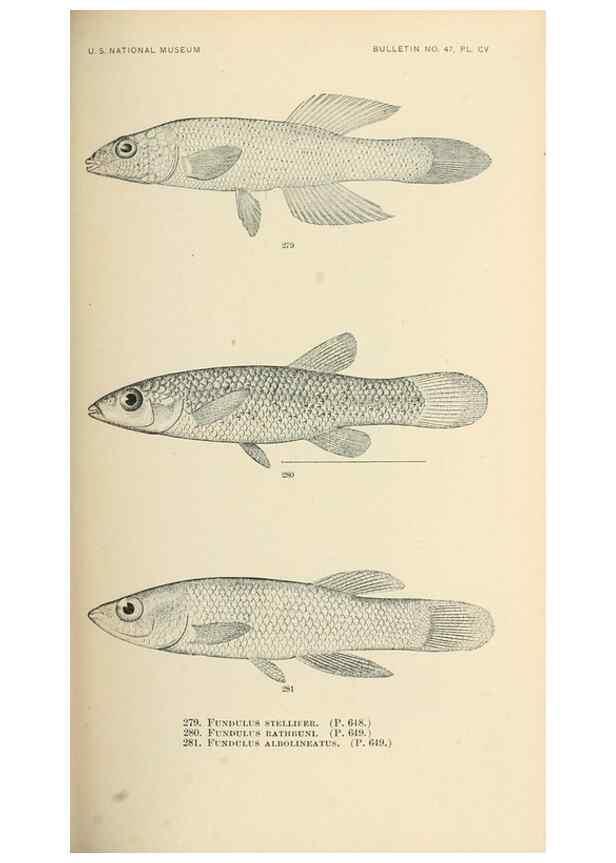 Reproducción/Reproduction 7983358826: The fishes of North and Middle America :. Washington :Smithsonian Institution, United States National Museum,1896-1900.
