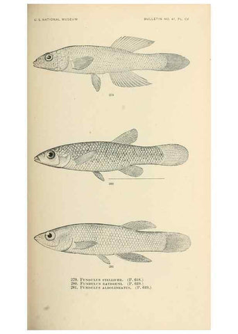 Reproducción/Reproduction 7983358826: The fishes of North and Middle America :. Washington :Smithsonian Institution, United States National Museum,1896-1900.