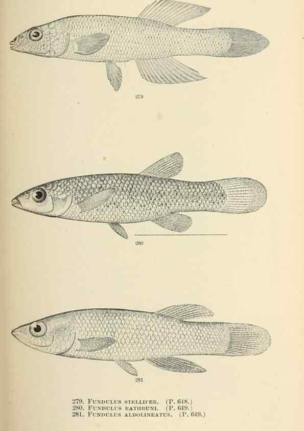 Reproducción/Reproduction 7983358826: The fishes of North and Middle America :. Washington :Smithsonian Institution, United States National Museum,1896-1900.