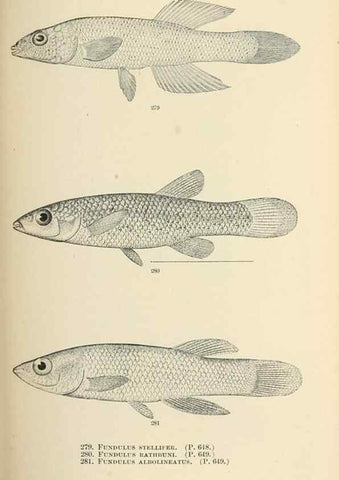 Reproducción/Reproduction 7983358826: The fishes of North and Middle America :. Washington :Smithsonian Institution, United States National Museum,1896-1900.