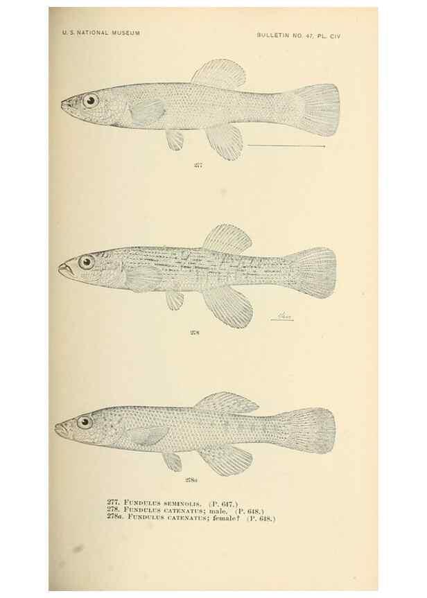 Reproducción/Reproduction 7983358146: The fishes of North and Middle America :. Washington :Smithsonian Institution, United States National Museum,1896-1900.