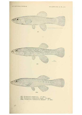 Reproducción/Reproduction 7983358146: The fishes of North and Middle America :. Washington :Smithsonian Institution, United States National Museum,1896-1900.