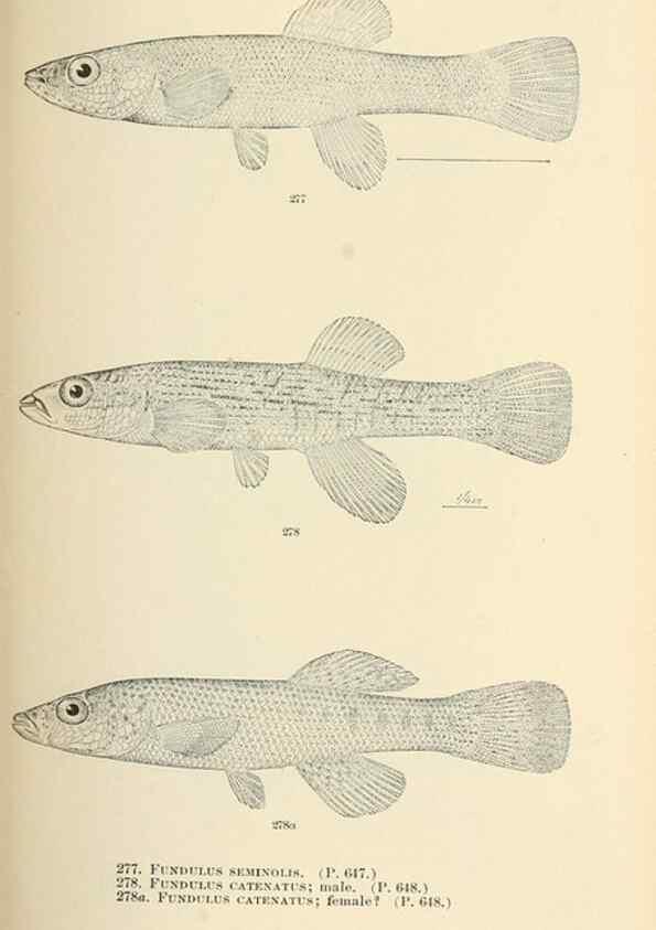 Reproducción/Reproduction 7983358146: The fishes of North and Middle America :. Washington :Smithsonian Institution, United States National Museum,1896-1900.