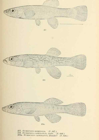 Reproducción/Reproduction 7983358146: The fishes of North and Middle America :. Washington :Smithsonian Institution, United States National Museum,1896-1900.