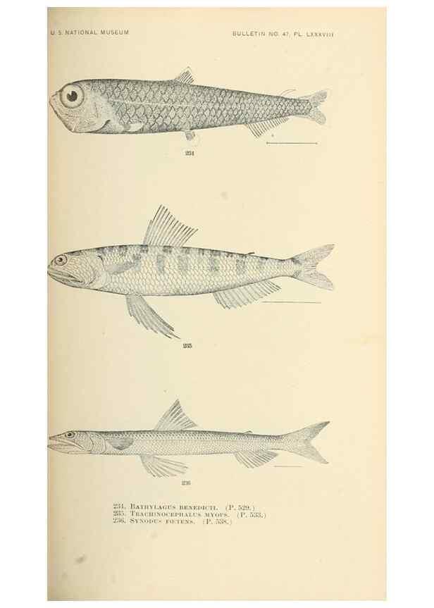 Reproducción/Reproduction 7983348828: The fishes of North and Middle America :. Washington :Smithsonian Institution, United States National Museum,1896-1900.