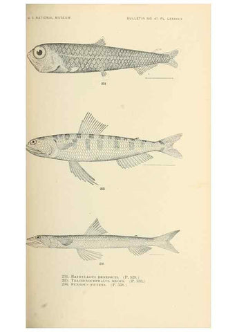 Reproducción/Reproduction 7983348828: The fishes of North and Middle America :. Washington :Smithsonian Institution, United States National Museum,1896-1900.