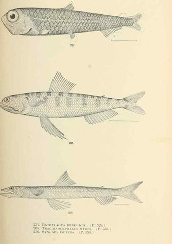 Reproducción/Reproduction 7983348828: The fishes of North and Middle America :. Washington :Smithsonian Institution, United States National Museum,1896-1900.