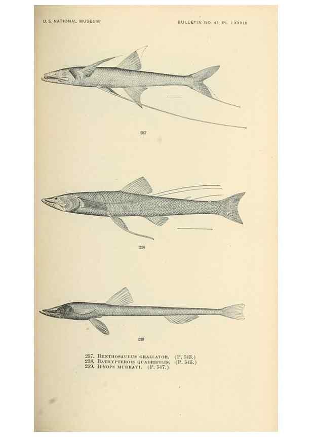 Reproducción/Reproduction 7983349404: The fishes of North and Middle America :. Washington :Smithsonian Institution, United States National Museum,1896-1900.