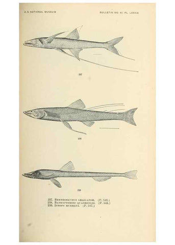 Reproducción/Reproduction 7983349404: The fishes of North and Middle America :. Washington :Smithsonian Institution, United States National Museum,1896-1900.
