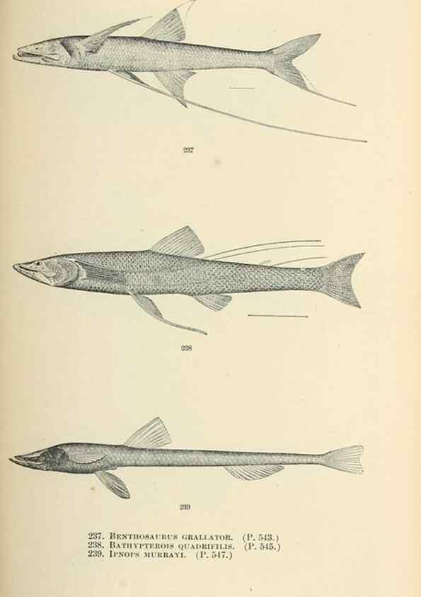 Reproducción/Reproduction 7983349404: The fishes of North and Middle America :. Washington :Smithsonian Institution, United States National Museum,1896-1900.