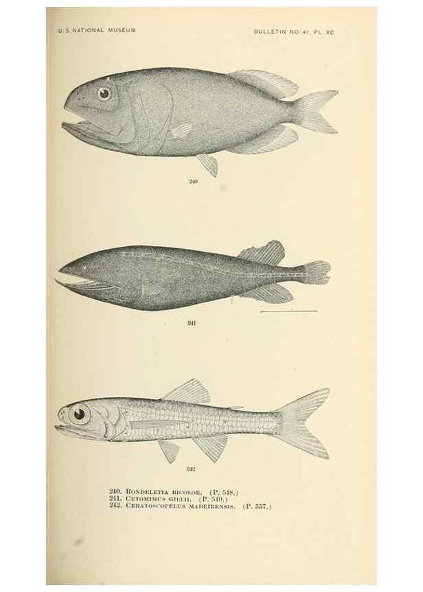 Reproducción/Reproduction 7983350114: The fishes of North and Middle America :. Washington :Smithsonian Institution, United States National Museum,1896-1900.
