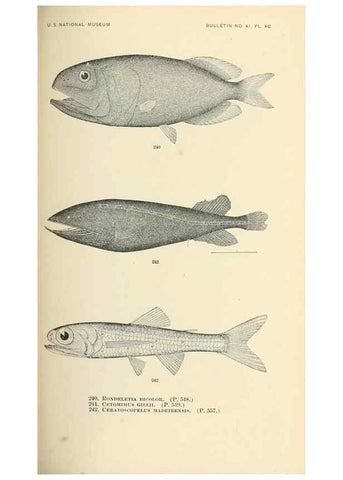 Reproducción/Reproduction 7983350114: The fishes of North and Middle America :. Washington :Smithsonian Institution, United States National Museum,1896-1900.