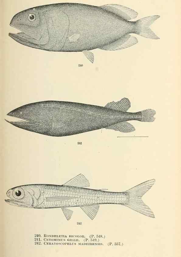 Reproducción/Reproduction 7983350114: The fishes of North and Middle America :. Washington :Smithsonian Institution, United States National Museum,1896-1900.
