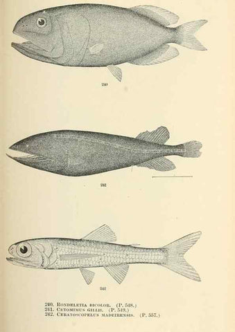 Reproducción/Reproduction 7983350114: The fishes of North and Middle America :. Washington :Smithsonian Institution, United States National Museum,1896-1900.
