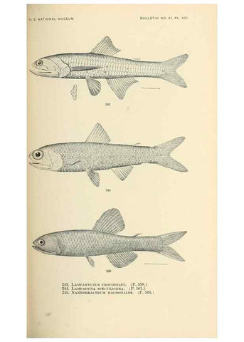 Reproducción/Reproduction 7983346239: The fishes of North and Middle America :. Washington :Smithsonian Institution, United States National Museum,1896-1900.