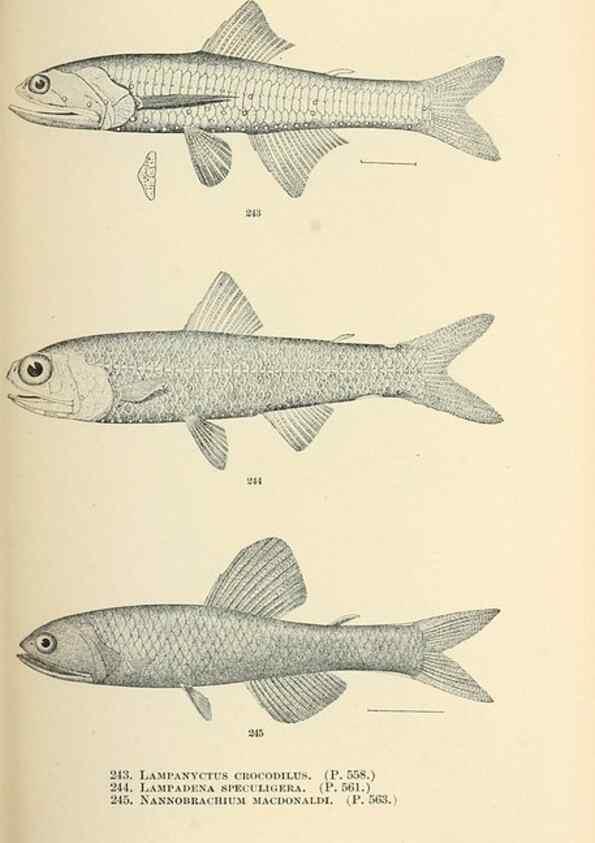 Reproducción/Reproduction 7983346239: The fishes of North and Middle America :. Washington :Smithsonian Institution, United States National Museum,1896-1900.