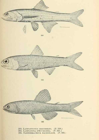 Reproducción/Reproduction 7983346239: The fishes of North and Middle America :. Washington :Smithsonian Institution, United States National Museum,1896-1900.
