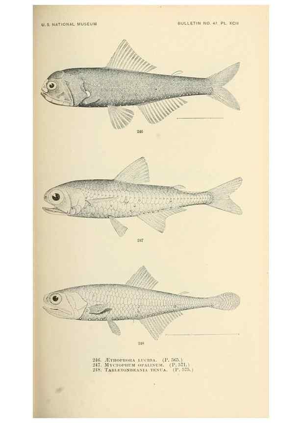 Reproducción/Reproduction 7983351316: The fishes of North and Middle America :. Washington :Smithsonian Institution, United States National Museum,1896-1900.