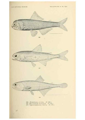 Reproducción/Reproduction 7983351316: The fishes of North and Middle America :. Washington :Smithsonian Institution, United States National Museum,1896-1900.