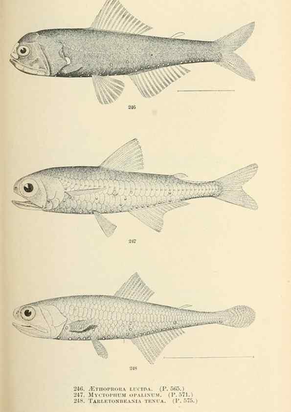 Reproducción/Reproduction 7983351316: The fishes of North and Middle America :. Washington :Smithsonian Institution, United States National Museum,1896-1900.