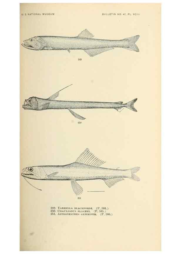 Reproducción/Reproduction 7983351848: The fishes of North and Middle America :. Washington :Smithsonian Institution, United States National Museum,1896-1900.