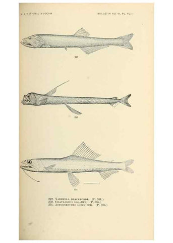 Reproducción/Reproduction 7983351848: The fishes of North and Middle America :. Washington :Smithsonian Institution, United States National Museum,1896-1900.