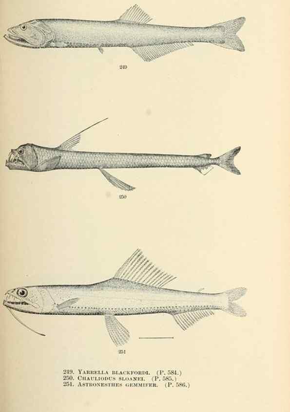 Reproducción/Reproduction 7983351848: The fishes of North and Middle America :. Washington :Smithsonian Institution, United States National Museum,1896-1900.