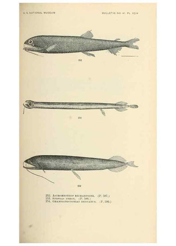 Reproducción/Reproduction 7983352312: The fishes of North and Middle America :. Washington :Smithsonian Institution, United States National Museum,1896-1900.