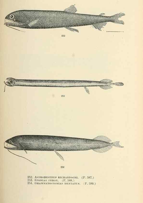 Reproducción/Reproduction 7983352312: The fishes of North and Middle America :. Washington :Smithsonian Institution, United States National Museum,1896-1900.