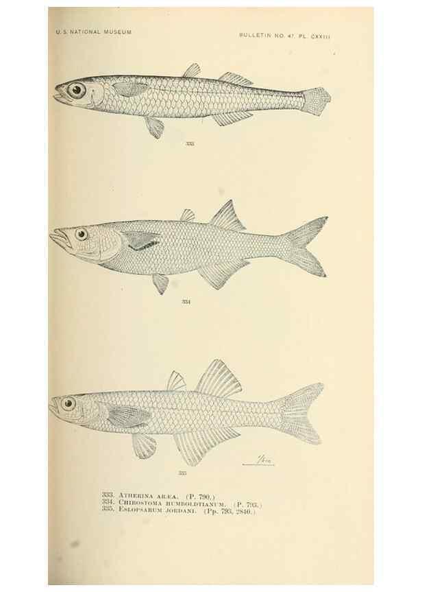 Reproducción/Reproduction 7983365673: The fishes of North and Middle America :. Washington :Smithsonian Institution, United States National Museum,1896-1900.