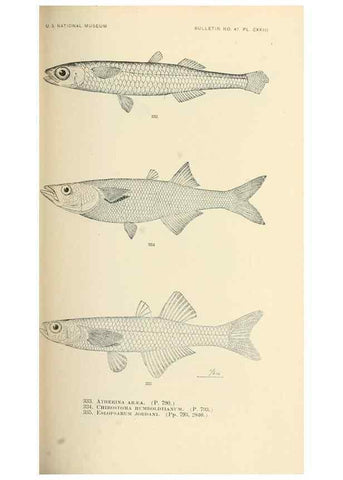 Reproducción/Reproduction 7983365673: The fishes of North and Middle America :. Washington :Smithsonian Institution, United States National Museum,1896-1900.