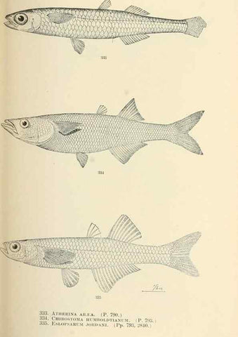 Reproducción/Reproduction 7983365673: The fishes of North and Middle America :. Washington :Smithsonian Institution, United States National Museum,1896-1900.