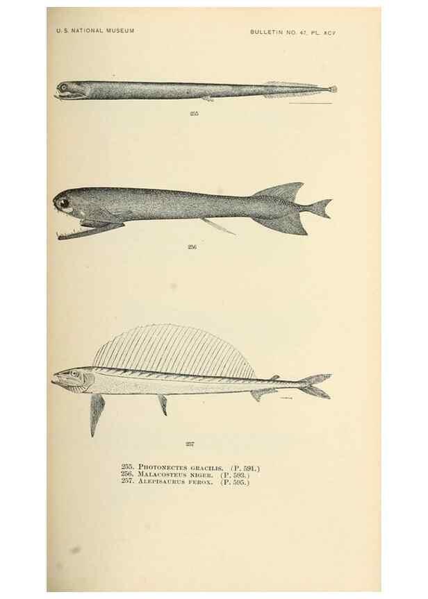 Reproducción/Reproduction 7983352878: The fishes of North and Middle America :. Washington :Smithsonian Institution, United States National Museum,1896-1900.