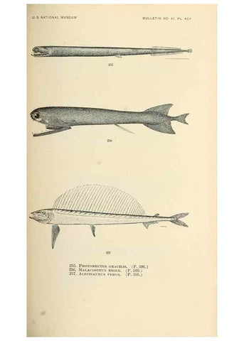 Reproducción/Reproduction 7983352878: The fishes of North and Middle America :. Washington :Smithsonian Institution, United States National Museum,1896-1900.