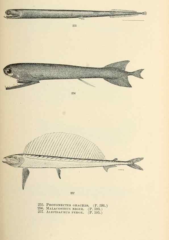 Reproducción/Reproduction 7983352878: The fishes of North and Middle America :. Washington :Smithsonian Institution, United States National Museum,1896-1900.