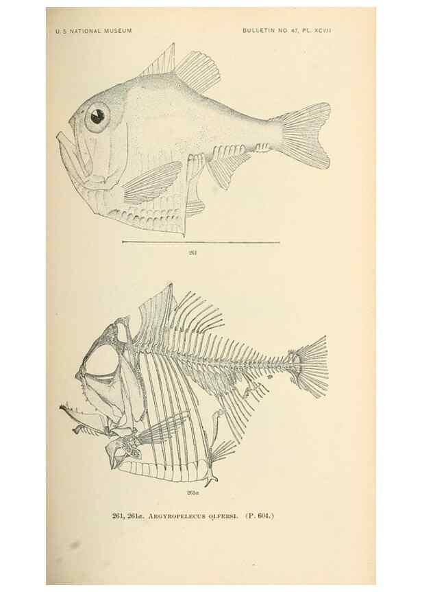 Reproducción/Reproduction 7983349569: The fishes of North and Middle America :. Washington :Smithsonian Institution, United States National Museum,1896-1900.