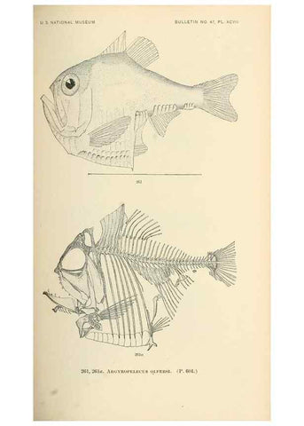 Reproducción/Reproduction 7983349569: The fishes of North and Middle America :. Washington :Smithsonian Institution, United States National Museum,1896-1900.