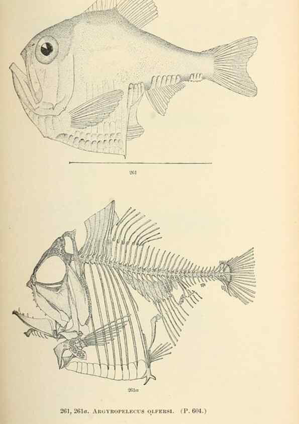 Reproducción/Reproduction 7983349569: The fishes of North and Middle America :. Washington :Smithsonian Institution, United States National Museum,1896-1900.